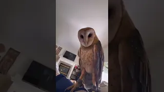 The owl