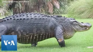 Massive alligator casually walks across golf course