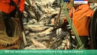 Вести-Хабаровск. Рыбные рекорды Сахалина