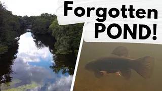 Wildlife Secrets of the Forgotten Pond!