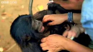 Making a Bonobo laugh   Animals in Love  Episode 1   BBC One clip7