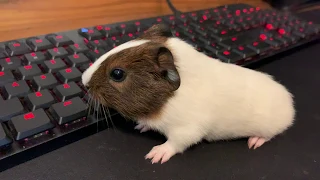 Very Excited Baby Guinea Pig Wheeking Loudly