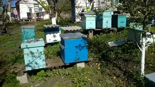 Розширення бджолиних сімей. Ставимо магазини,суш та вощини. Готуємося до продажу бджолопакетів.