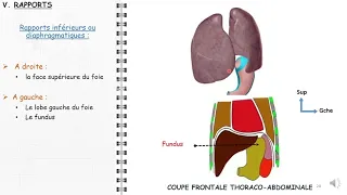 ANATOMIE FMPM POUMONS ET PLEVRES