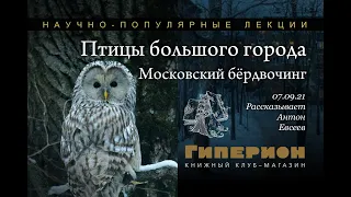 "Птицы большого города". "Гиперион", 07.09.21