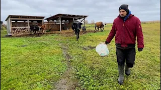 ОДИН ДЕНЬ РАБОТЫ НА ПРЕДЕЛЕ! КАК МЫ ВСЕ УСПЕЕМ? НАША ФЕРМА! ЖИЗНЬ ПРОСТЫХ ЛЮДЕЙ В ДЕРЕВНЕ!