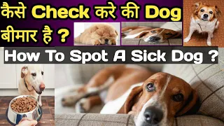 how to spot a sick dog ? 🤔 || कैसे पता करे की Dog बीमार है ? || Don't Ignore Any Symptoms || Please🙏