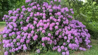 HOW CAN YOU NOT LOVE THE TIME WHEN EVERYTHING IS FLOWERING IN SUCH BRIGHT COLORS?FLOWERING MAY/MOOD👍