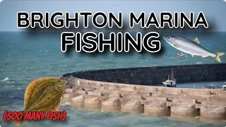 Fishing At Brighton Marina (So Many Fish) 🎣🐠