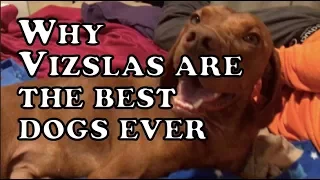 Why Vizsla is the best breed ever - hands down | Por qué el Braco Húngaro es la mejor raza