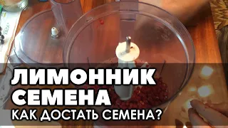 🌱  Извлечение семян из сочных плодов на примере лимонника