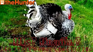 ♢ theHunter Classic ♢ Competition ♢ Соревнование New Turkey Hunt ♢