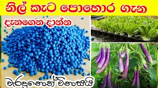 mal wagawa sinhala / නිල් කැට පොහොර බාවිතය / How to Use Blue Corn fertilizer / nil keta pohora