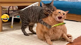 😹🙀 Best Cats Videos 😸🐱 Best Funny Animal Videos # 6