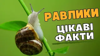 Цікаві Факти про Равликів. Розповідь для дітей