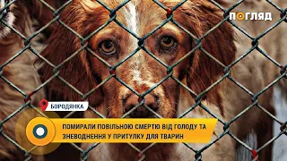 🐾"Помирали повільною смертю від голоду та зневоднення": трагедія в Бородянському притулку для тварин