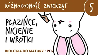 Różnorodność zwierząt 5 - Płazińce, nicienie i wrotki - matura z biologii rozszerzona