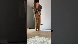 Caracal cat dances with mommy | ariel.caracat