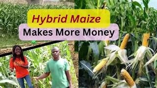 how to start a successful maize farming from start with hybrid seed in Ghana| hybrid and local maize