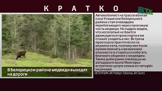 В Белорецком районе медведи выходят на дороги