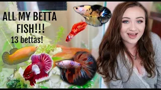 MEET ALL MY BETTA FISH!! | BETTA TANK TOUR | ItsAnnaLouise