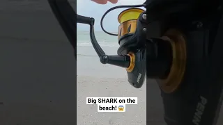 I caught this BIG SHARK on the beach! 😱 #shark #fishing #beach