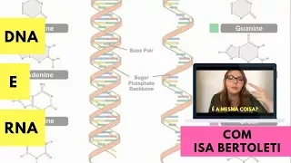 DNA E RNA: PRINCIPAIS DIFERENÇAS! • BERTOBIO