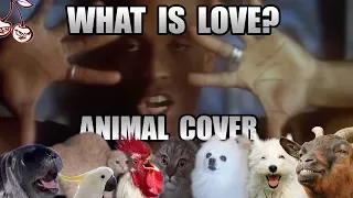 Haddaway - What Is Love (Animal Cover) [only_animal_sounds]