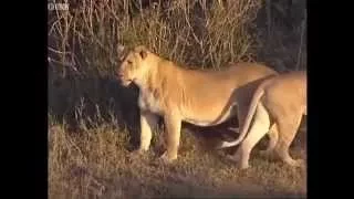 Lion vs Crocodile , Animal Attack Documentary 2015 HD