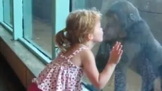 Little Girl Kyla Plays with and Kisses Baby Gorilla- ORIGINAL VIDEO BY FAMILY