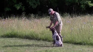 NJEMAČKI  KRATKODLAKI  PTIČAR HEKTOR   TRENING