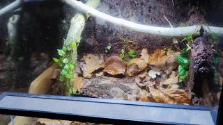 Préparation d'un terrarium naturel pour Harpegnathos venator