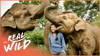 The Woman On A Mission To Save Thailand's Elephants (Wildlife Documentary) | Real Wild