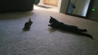 Cat brings home a friend