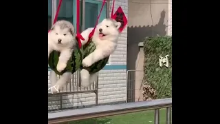 Pet Funny   Baby Alaskan Malamute Puppies Running😍Funny And Cute Puppies Compilation