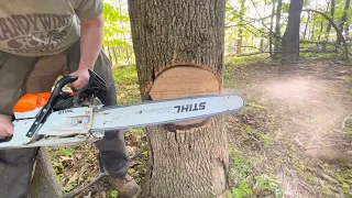 A Safer method of Tree Felling (Hazardous Dead Ash Tree)