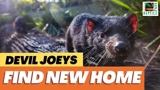Adorable Devil Joeys Go On Display | Australian Reptile Park