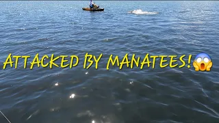 He Got ATTACKED By Manatees! Kayak Fishing With My Brother At Mosquito Lagoon!