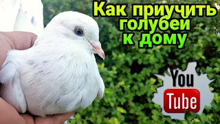 Как приучить голубей к дому,ко двору.