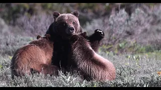 Grizzly Bear 399 & Cubs Nursing-8K-Wildlife Photography-Jackson/Grand Teton Park/Yellowstone Park