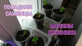 ПОСАДИЛИ САЖЕНЦЫ КЛУБНИКИ И МАЛИНЫ/ПОЧИСТИЛИ СНЕГ