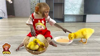 The process of monkey YiYi take care of duck eggs into ducklings