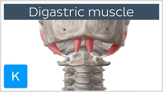 Digastric muscle - Origin, Insertion, Innervation & Function - Anatomy | Kenhub