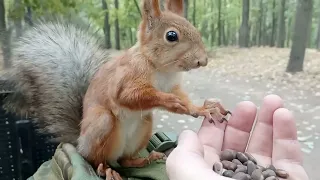 Кормлю забавную белку / Feeding a funny squirrel