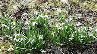 просто Подснежники, или Галантусы (лат. Galanthus)