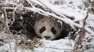 Cute Panda Bear Video Compilation -  - ULTIMATE FUNNY and CUTE