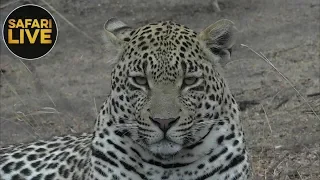 safariLIVE- Sunrise Safari - October 14, 2018