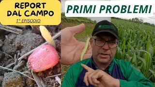 "REPORT DAL CAMPO EP1" | TRA MAIS , TRITICALE E PRIMI PROBLEMI.!!!!!