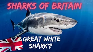 SHARKS confirmed in British Seas… GREAT WHITE??