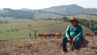 ARAÇÃO DE TERRA EM BORDA DA MATA-MG